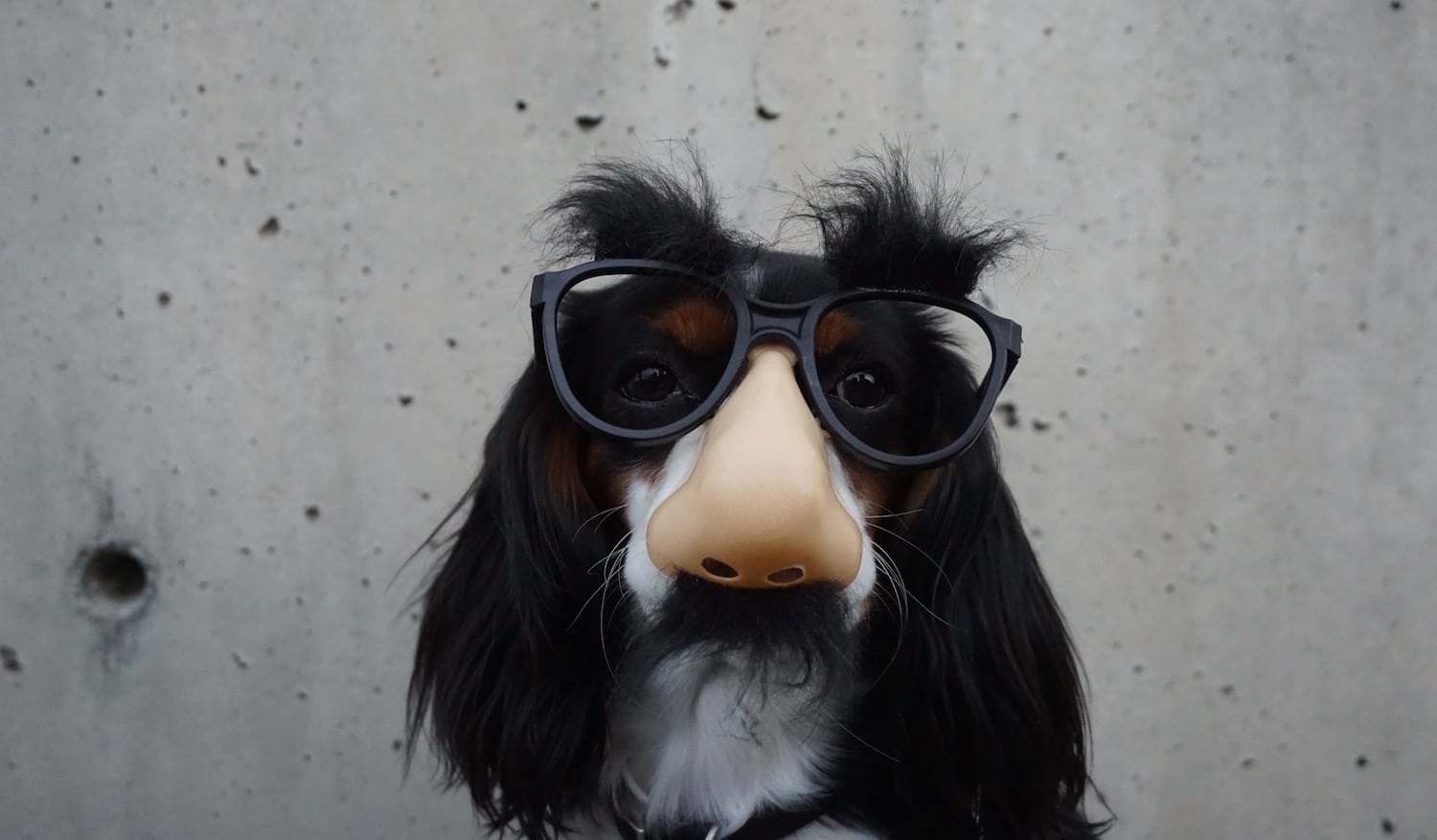 Dog wearing oversized frames and a fake nose, a playful take on choosing glasses